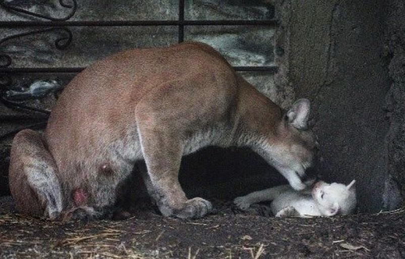 Las espectaculares imágenes del puma albino nacido en Nicaragua