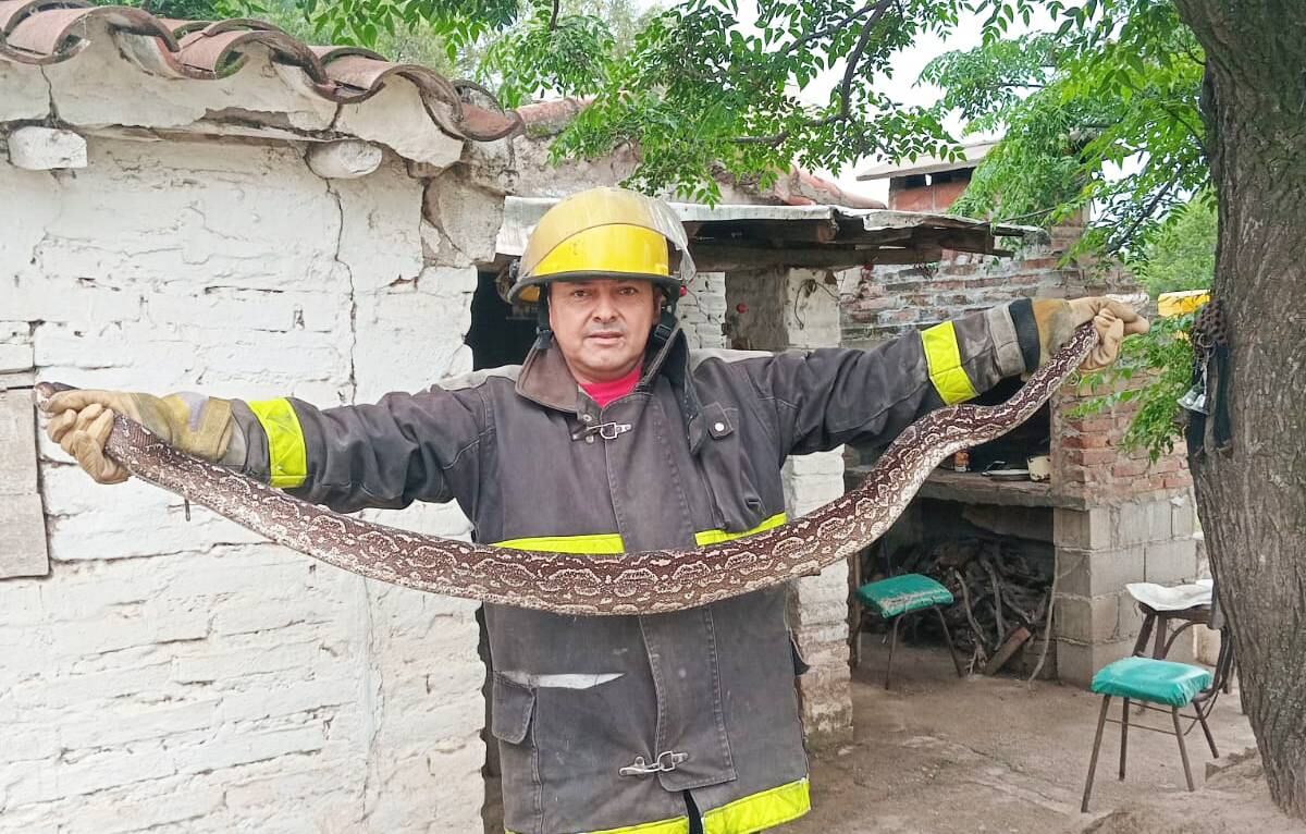 El 10 de enero, también fue rescatada una lampalagua de una vivienda en Córdoba.