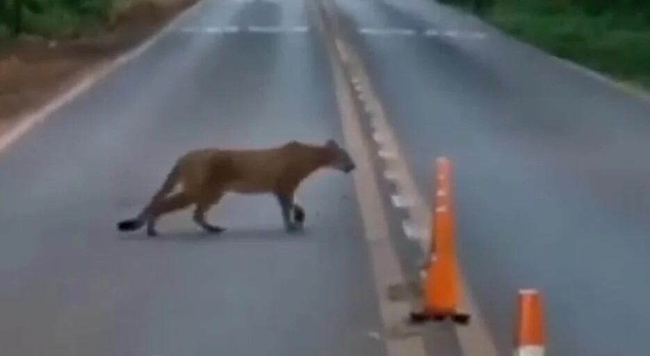 Filman a un puma en cercanías de las Cataratas del Iguazú.