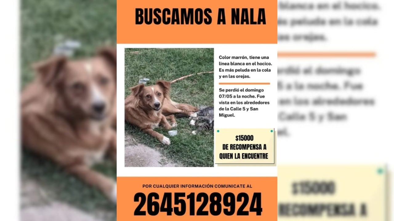 Aún no aparece la perrita sanjuanina que se perdió en una mudanza y sus dueños ofrecen recompensa.