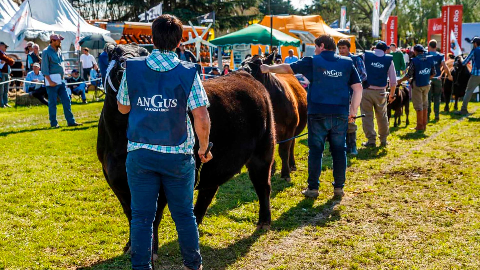 Exposición Criadores de Angus