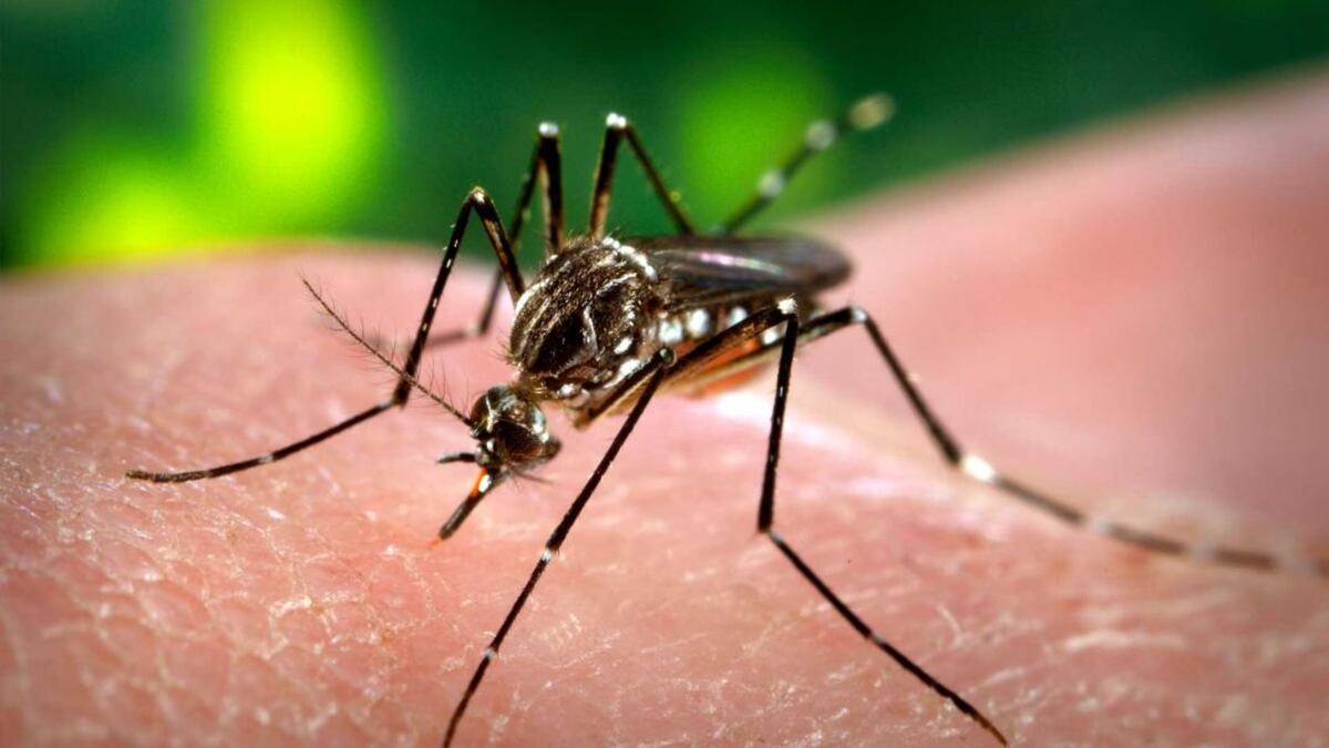 Dengue en Santa Fe: se dispararon los casos en la provincia y hay circulación comunitaria en 18 localidades