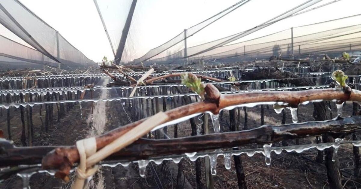 Alertan al agro por posibles heladas durante la madrugada del domingo