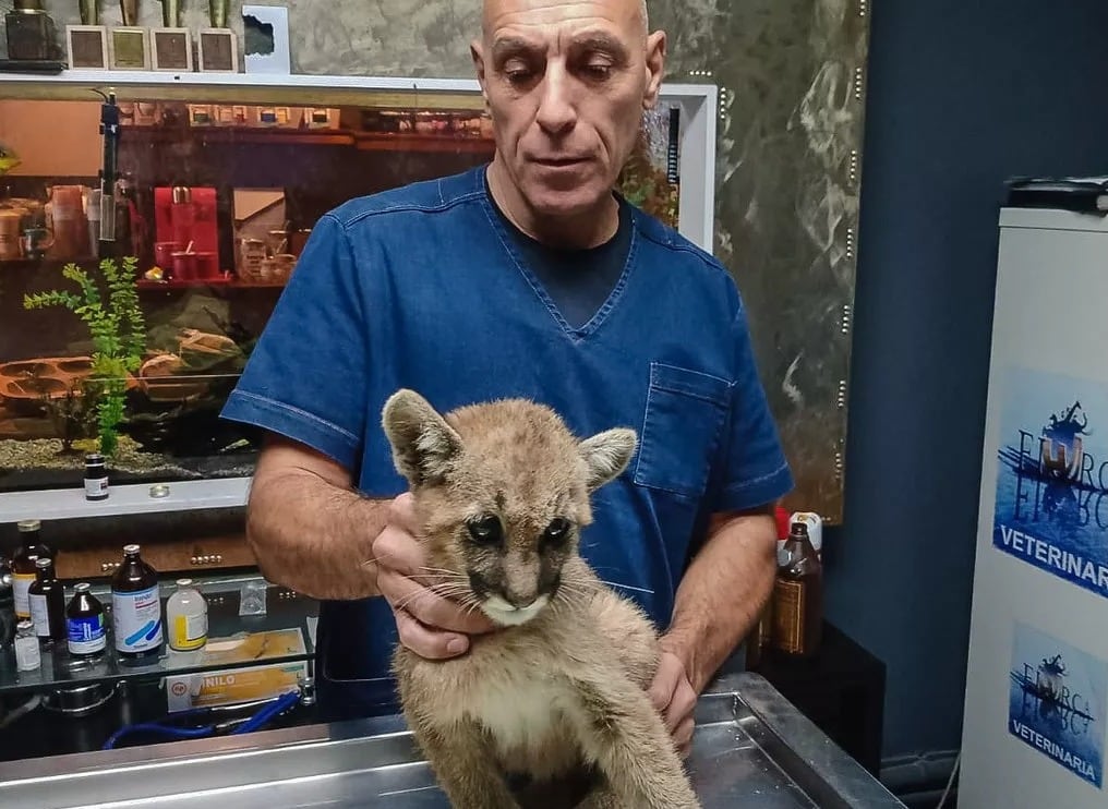 Evalúan llevar a la puma rescatada en San Juan a una reserva natural