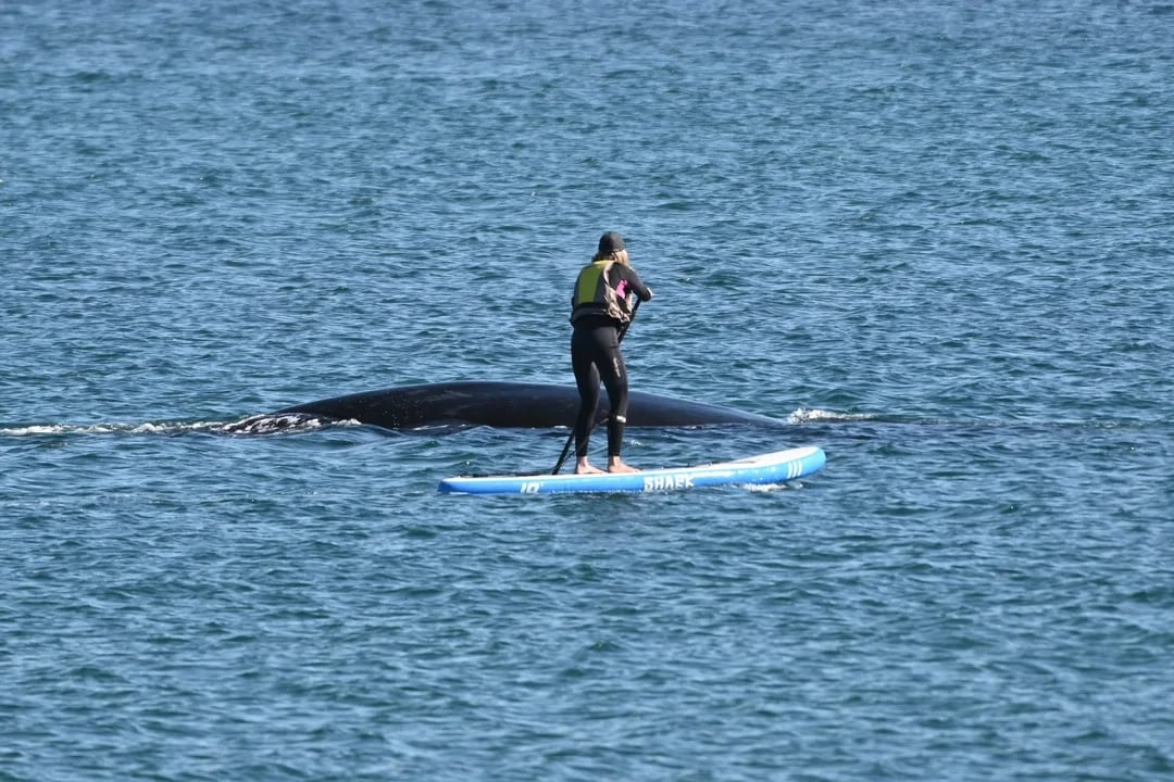 Está prohibido acercarse a las ballenas.