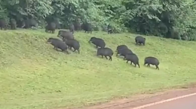 Captan a un grupo de pecaríes camino al aeropuerto de Puerto Iguazú.