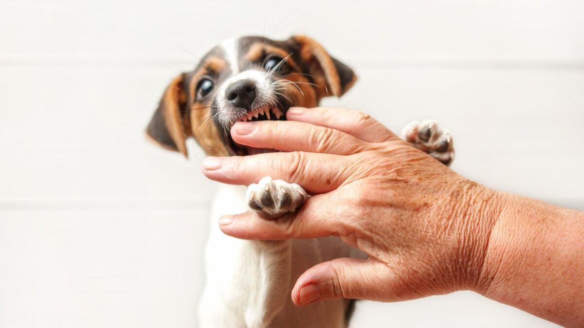 Por qué mi perro me muerde, qué dicen los expertos
