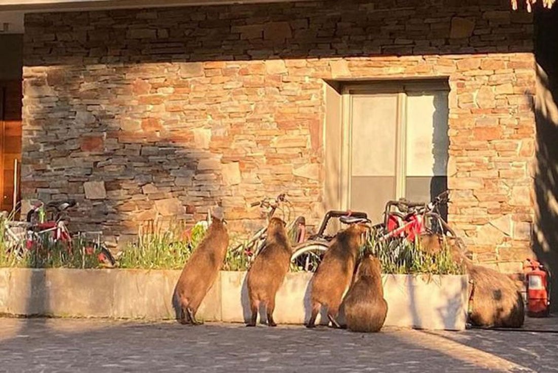 Nordelta. Carpinchos invadieron esa localidad de Tigre.