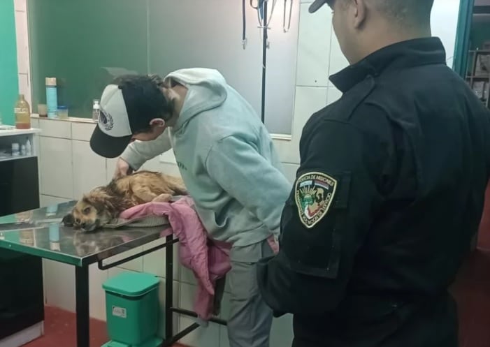 Eldorado: policías asistieron a un perro que fue arrollado por un vehículo que huyó de la escena.