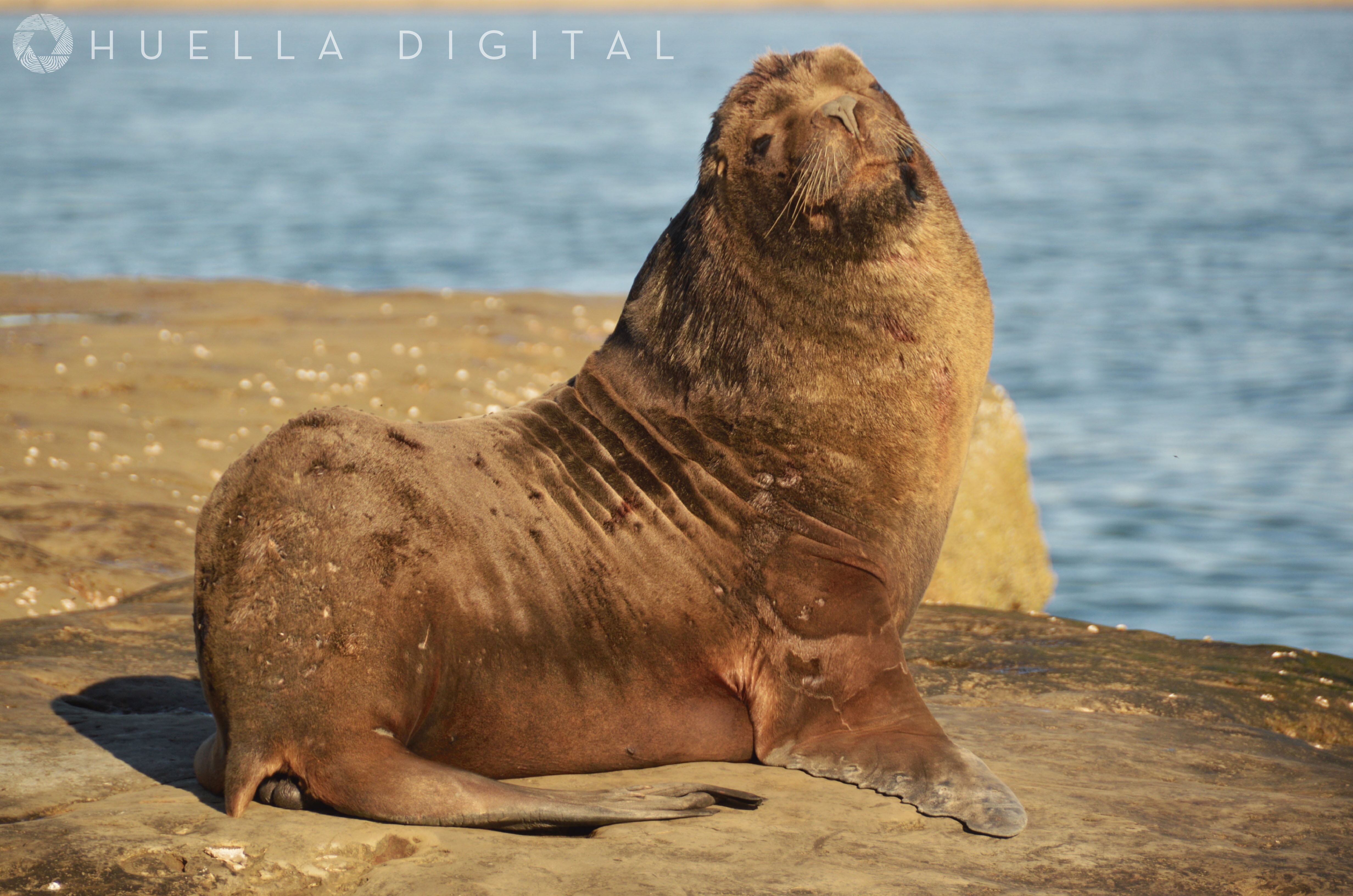 Fauna marina en Puerto Madryn, Chubut