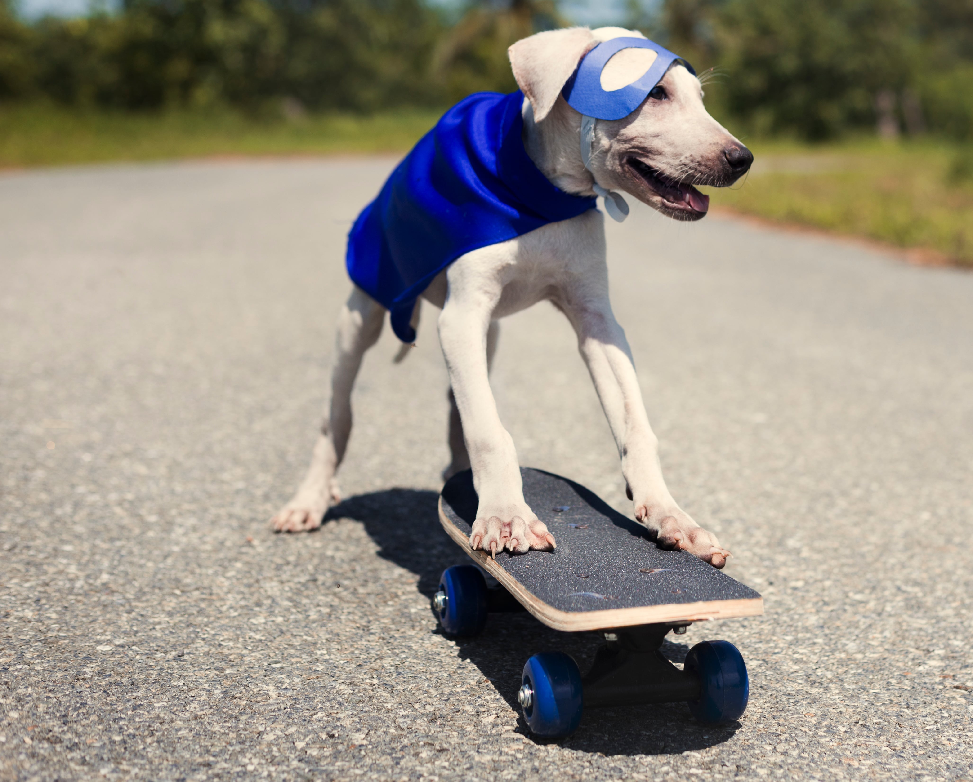 Perro disfrazado de súper héroe.