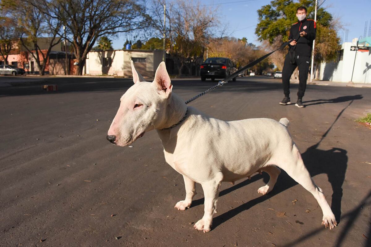 Presentaron un proyecto de ley que prohíbe las mutilaciones con fines estéticos en animales domésticos