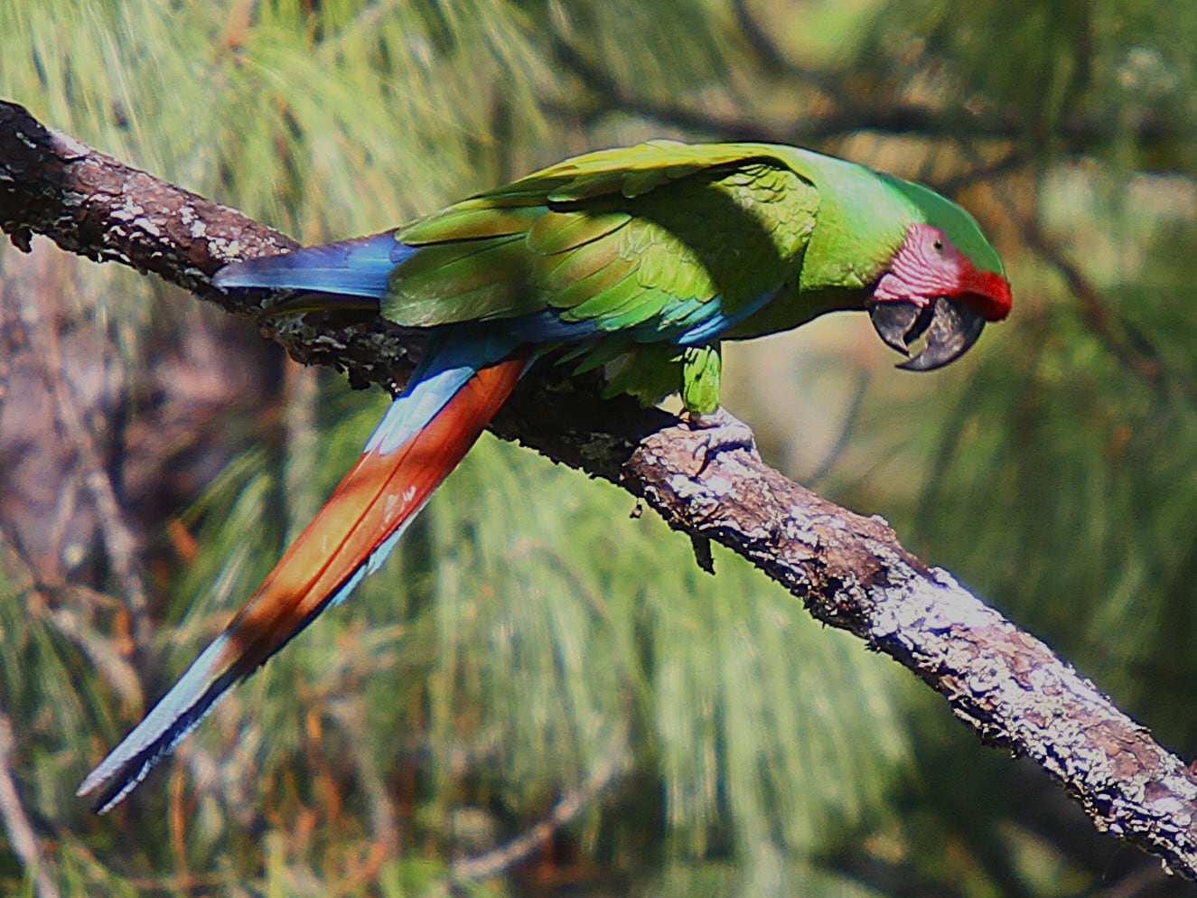 Esta especie sobrevive actualmente en el norte de la provincia de Salta.