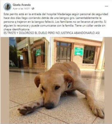 Su dueño llegó al Hospital, falleció y él lo espera fuera: la historia del perro que conmueve las redes misioneras.