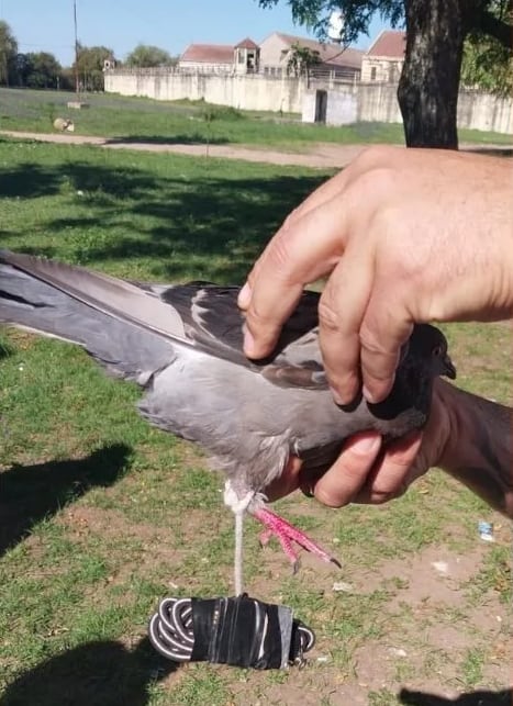 El animal apareció en la entrada al penal de Coronda