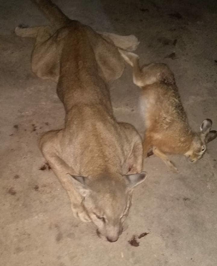 Cazaron un puma y lo mostraron en las redes sociales: fue un grupo de Sastre.