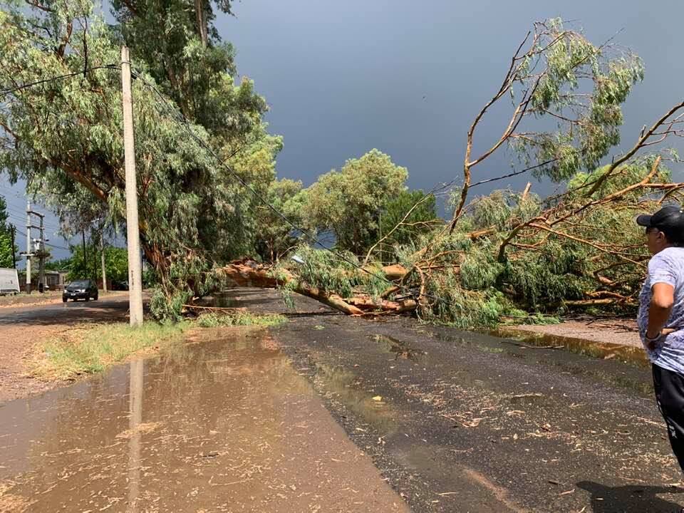 Una tormenta con fuertes vientos y abundante agua provocó caída de árboles, cables cortados y techos volados en la zona Este de Mendoza.