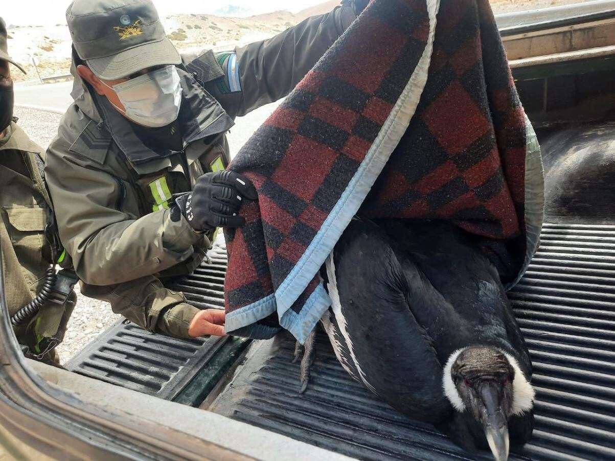 Los gendarmes encontraron al cóndor andino a la vera de la ruta nacional 145 en Malargüe.