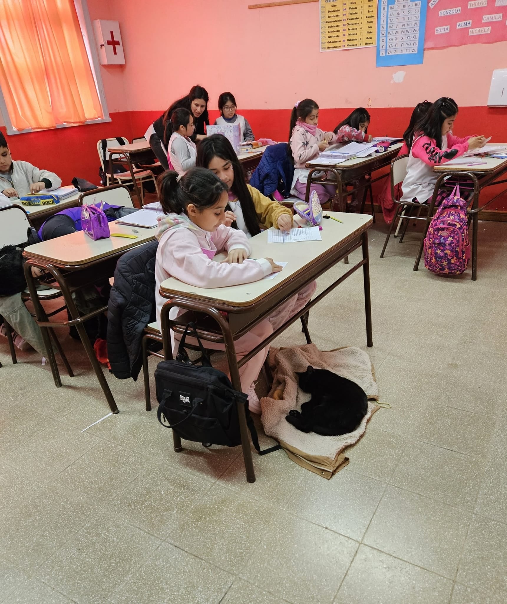 Bodoque, el gato abanderado que enamoró a una escuela de Neuquén.