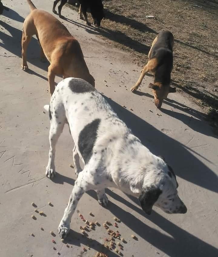 Son muchos los animales de la ciudad de Salta que buscan un hogar cálido este invierno.