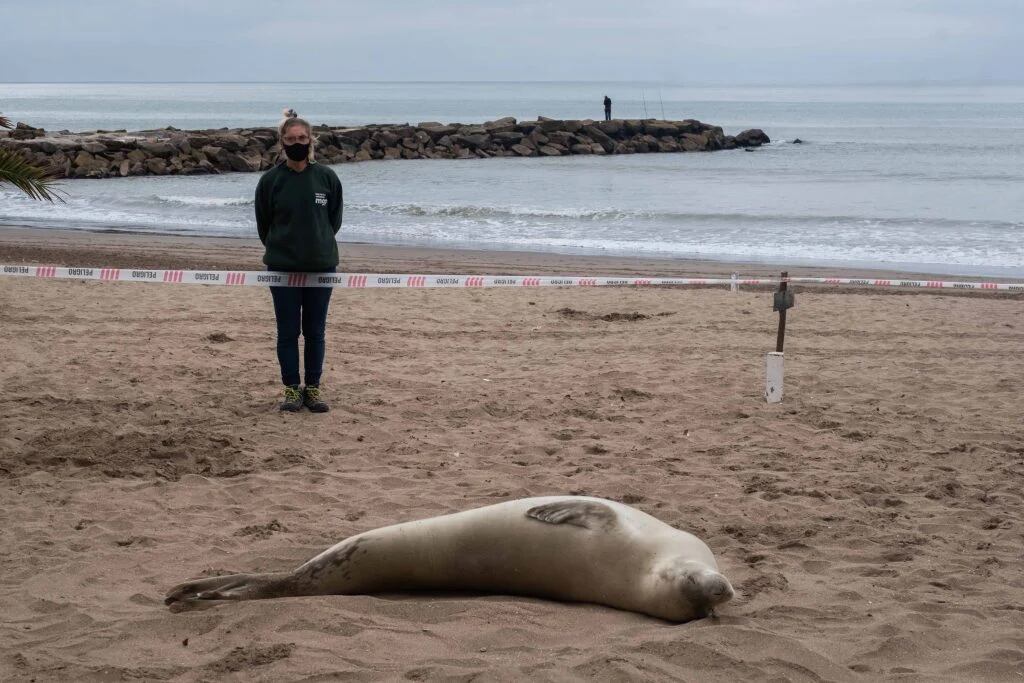 Foca cangrejera, denuncia por maltrato animal