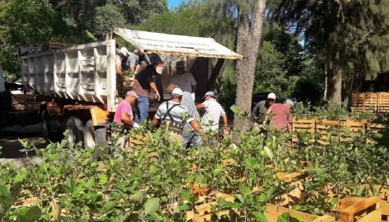 Plantas que llegarán a San Luis para su forestación.