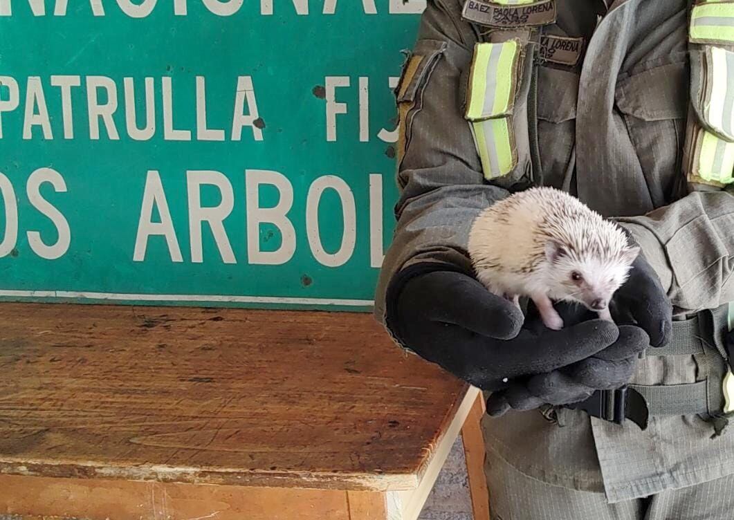 El pequeño erizo albino africano decomisado en Uspallata.  / Gentileza Gendarmería Nacional