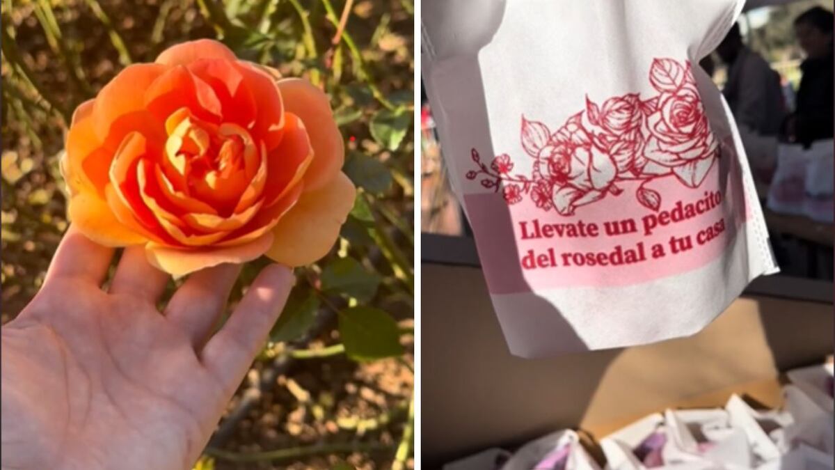El Rosedal de Palermo regala esquejes de rosas para plantar en casa: ¿cuándo y cómo pedirlos?