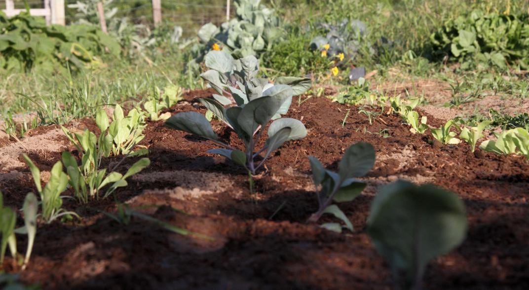 Respuestas a las preguntas más frecuentes sobre huerta. 