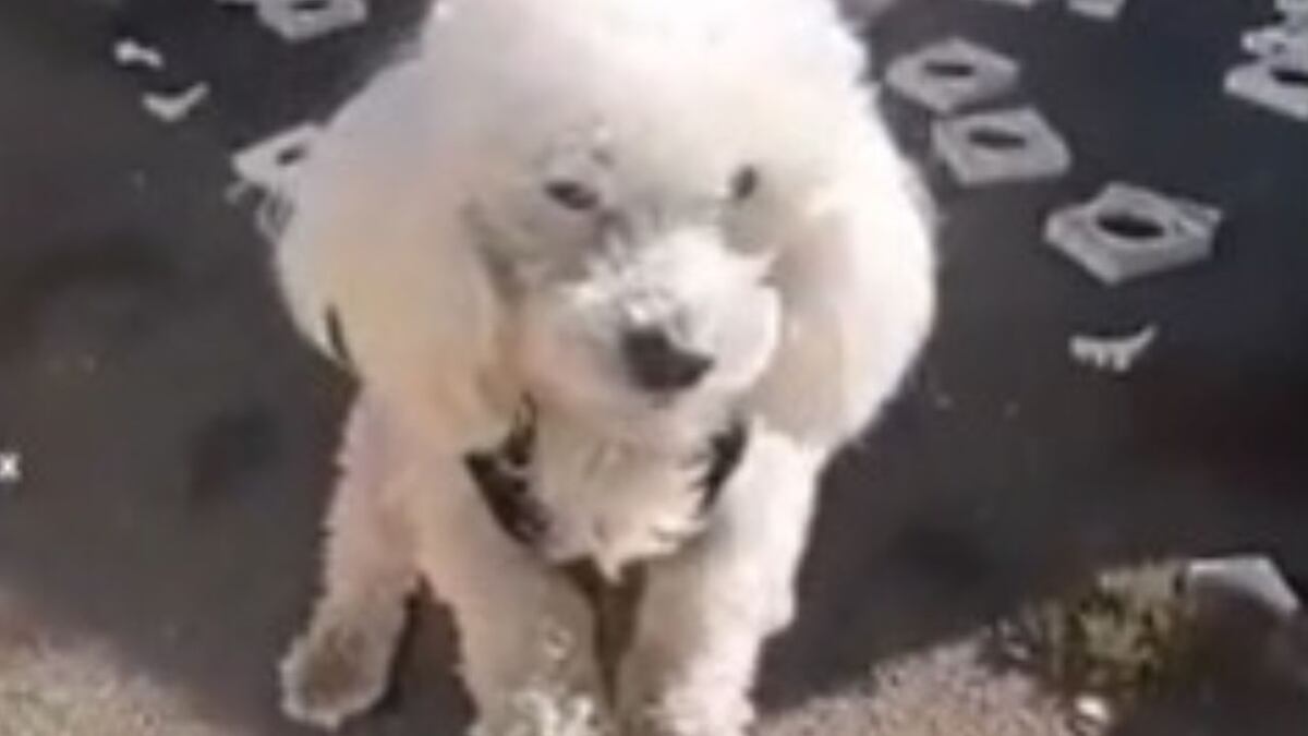 ¿El perro de “Misión Imposible”?: a un caniche se le cayó la pelota al patio vecino y protagonizó un rescate de altura