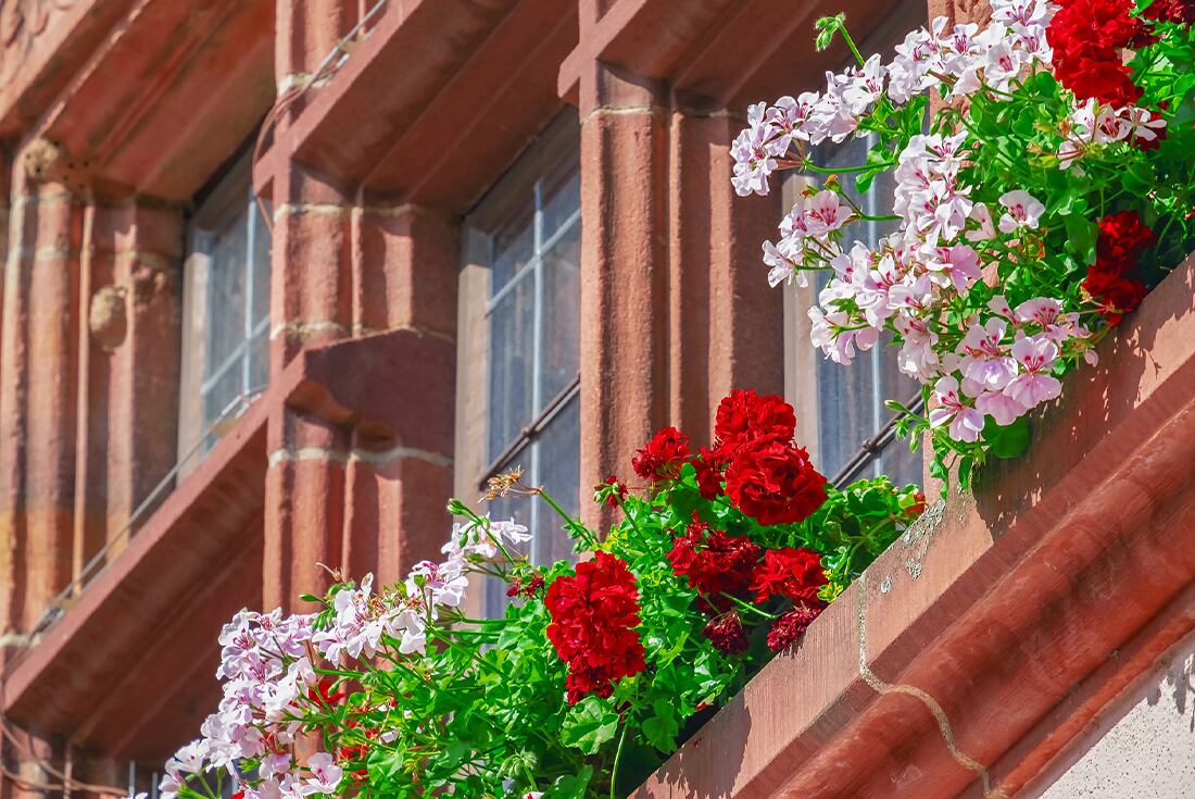 Los geranios se utilizan en macetas y jardines, y alcanza con regarlos dos veces por semana.  