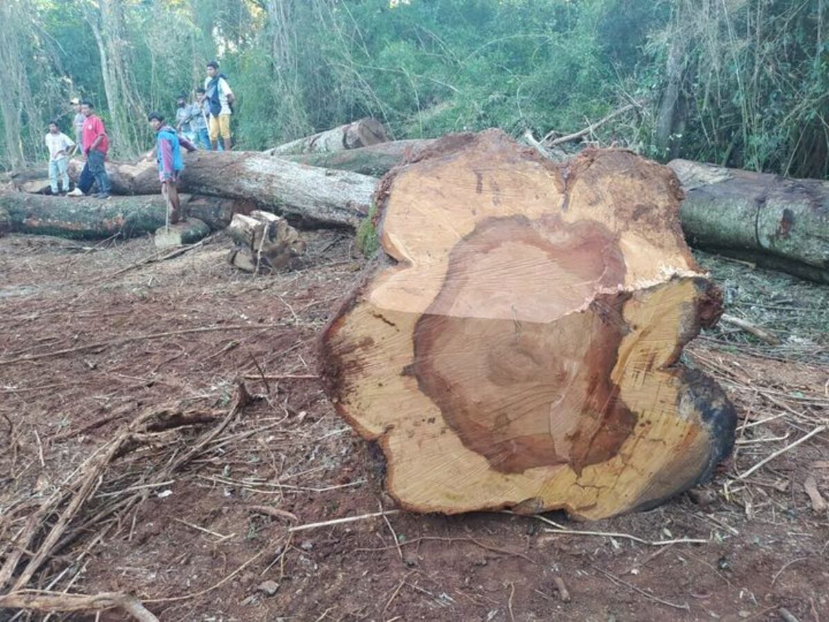 La comunidad Mbya Guaraní Ka’a Kupe pide que detengan el el desmonte