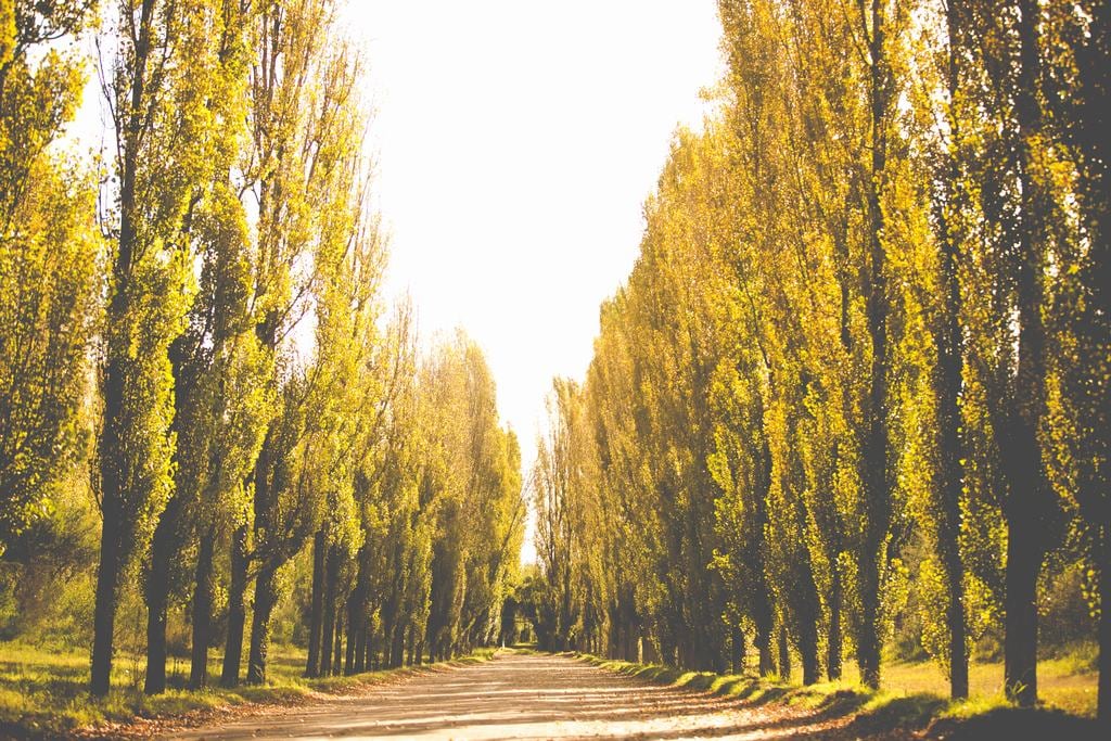 Un lugar soñado en el sur mendocino que se volvió viral.