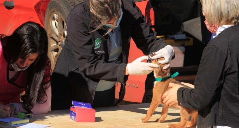 Operativos sanitarios animales en Eldorado.