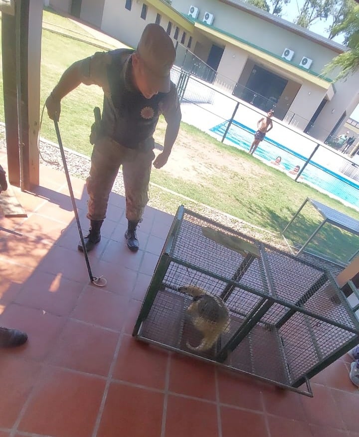 El animal secuestrado en un sindicato de Córdoba.