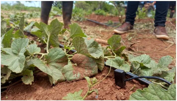 El sistema de riego fue instalado en plantaciones de melones