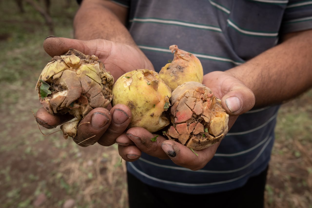 En 20 minutos, productores del Este perdieron cerca del 70% de su cosecha por el granizo.
El distrito de Medrano se llevó la peor parte. La mayoría de las pérdidas son en viñedos, también afectó frutales y chacras con plantaciones de pimientos, tomates y zapallos. 
Duraznos afectados por el granizo

Foto: Ignacio Blanco / Los Andes 