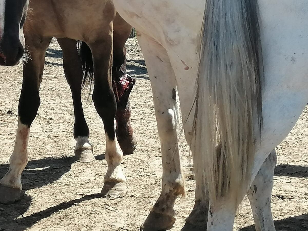 Allanamientos en Gualeguaychú