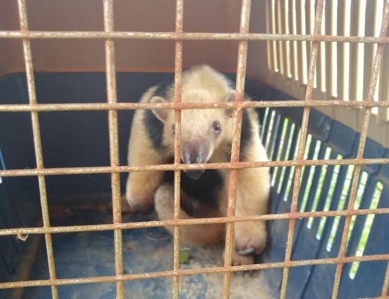 El animal se encontraba retenido en un campo de Bell Ville.