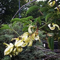 El ceibo blanco se destaca por sus notables flores blanco-níveas.