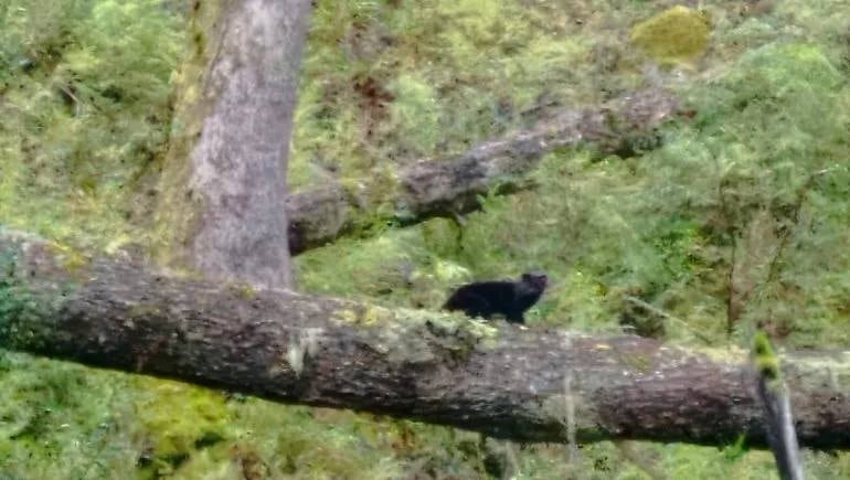 Es el ejemplar de felino más pequeño de América