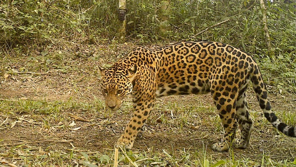 Una reconocida yaguareté fue captada por cámara en el Parque Nacional Iguazú