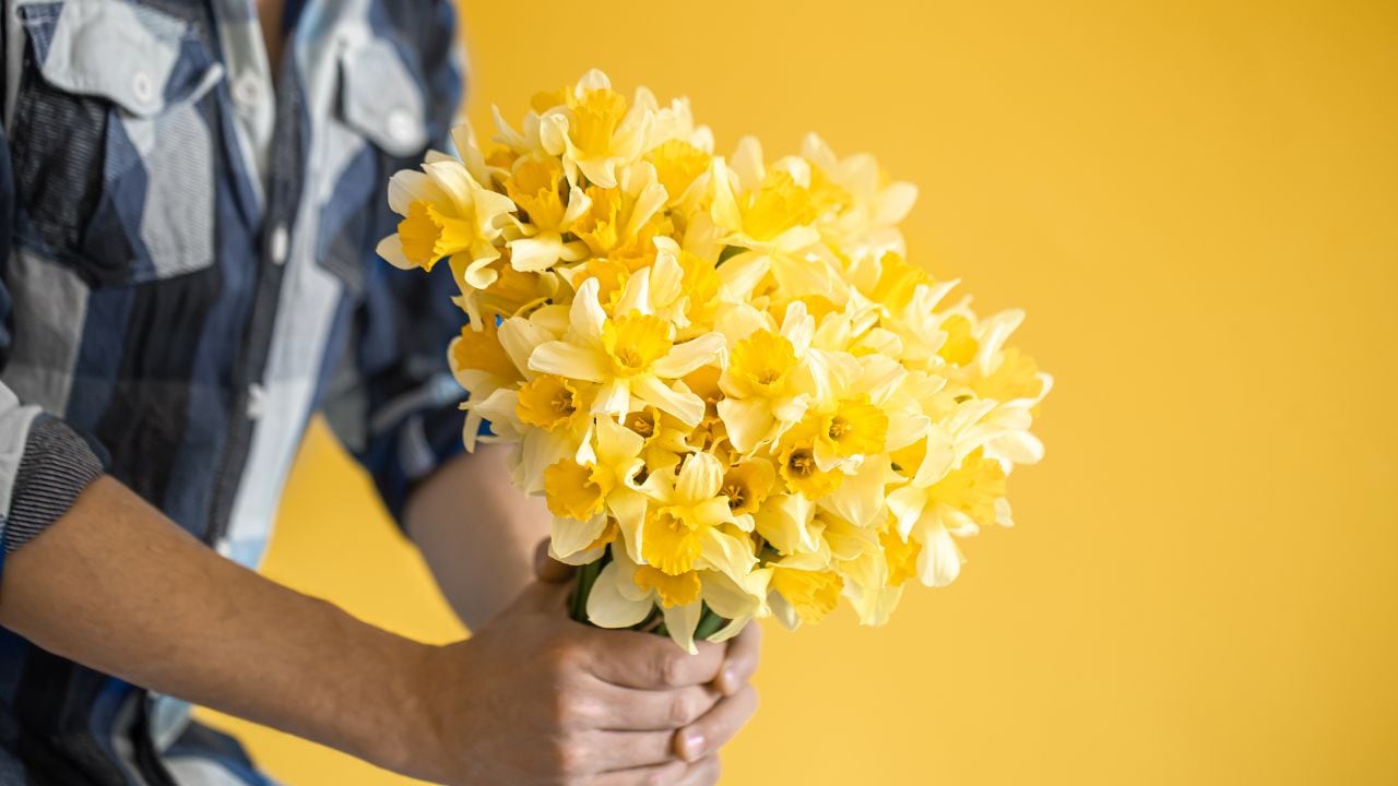 Por qué se regalan flores amarillas el 21 de marzo.