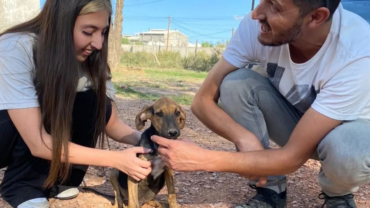 Muchos perritos encontraron un hogar gracias al trabajo de MOPROA