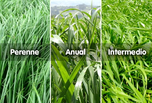 Tipos de ryegrass