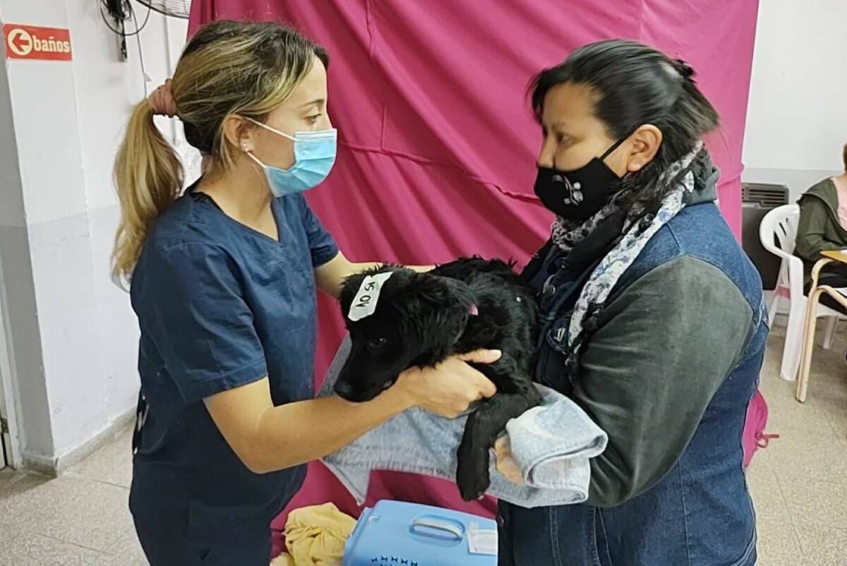 Nueva jornada especial de castraciones