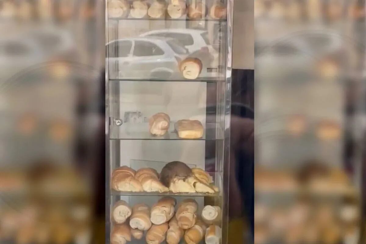 Un video captó como una rata comía medialunas en una panadería en Congreso y se volvió viral