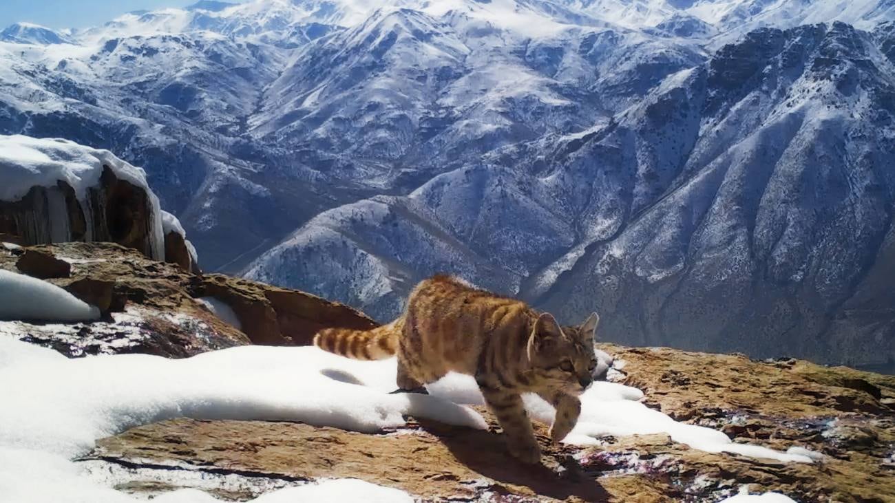 Gato Andino, el Fantasma de Los Andes