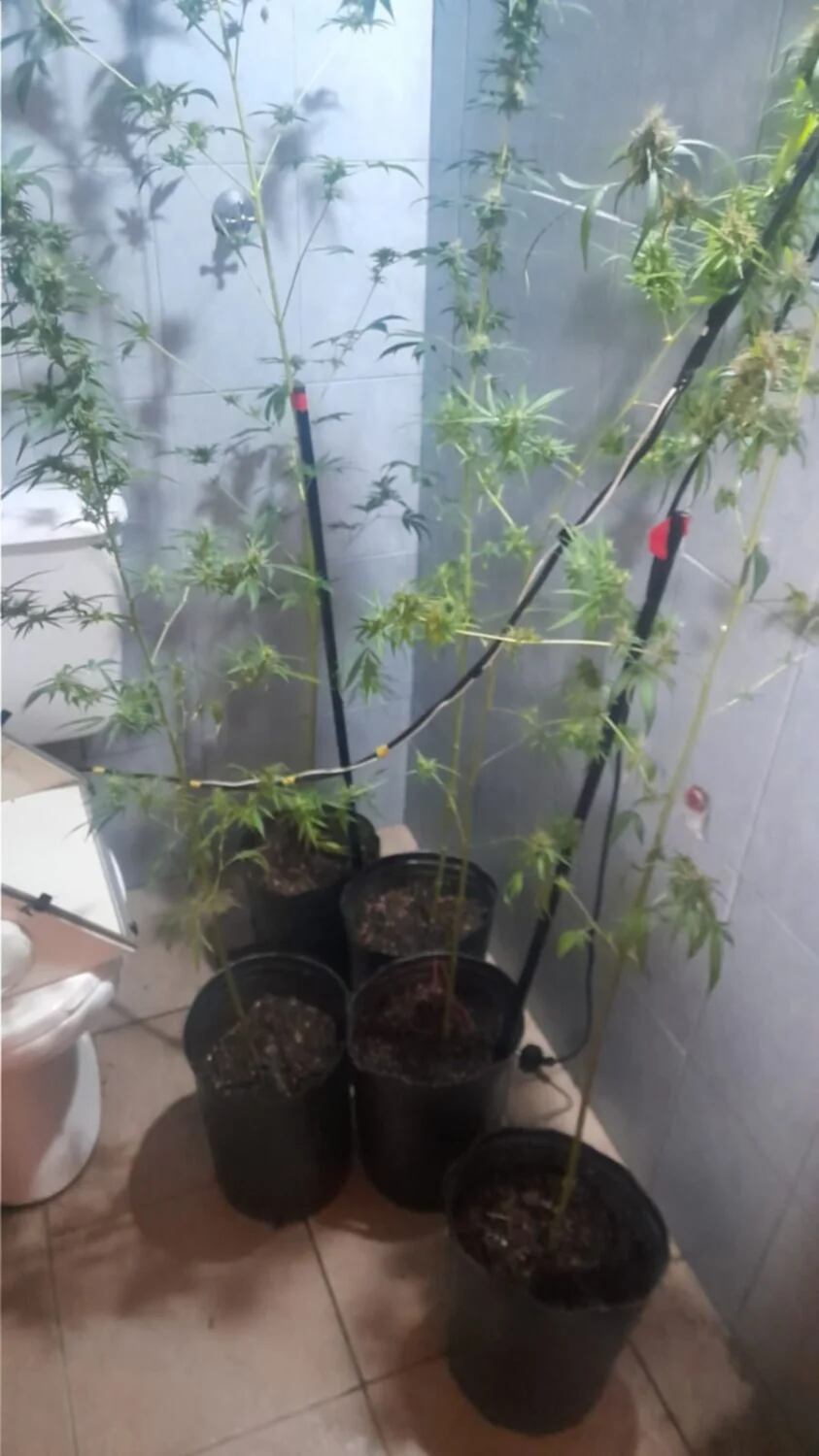 Plantas de marihuana en Corrientes