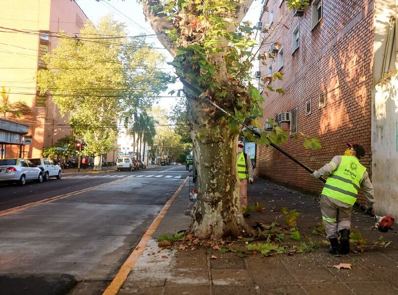 Operativos de poda en la capital provincial